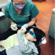 دندانپزشک-Homer Dental Centre-Moji Motamedian